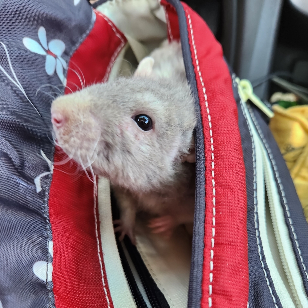 Meet your Posher, Gypsy!!